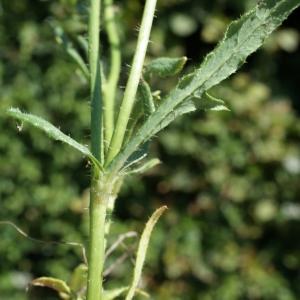 Photographie n°244993 du taxon Papaver rhoeas L.