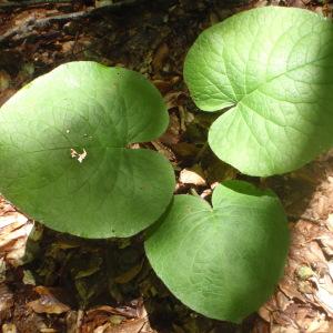 Photographie n°244996 du taxon Trachystemon orientalis (L.) G.Don [1838]