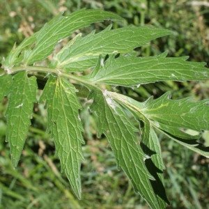 Photographie n°245005 du taxon Valeriana officinalis L. [1753]