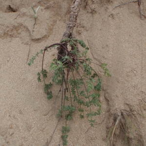  - Peucedanum L. [1753]