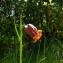  Didier GACHON - Fritillaria pyrenaica L. [1753]