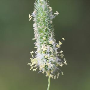 Photographie n°245060 du taxon Phleum nodosum L. [1759]