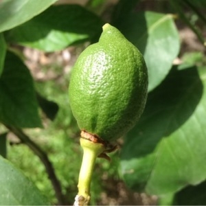 Photographie n°245084 du taxon Citrus limon (L.) Burm.f. [1768]