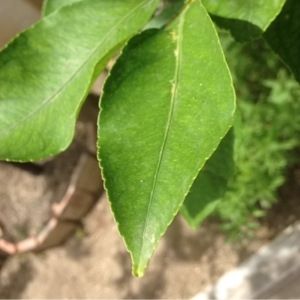 Photographie n°245085 du taxon Citrus limon (L.) Burm.f. [1768]