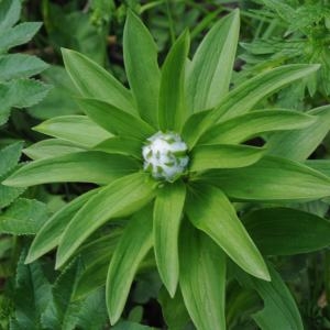 Photographie n°245101 du taxon Lilium martagon L. [1753]