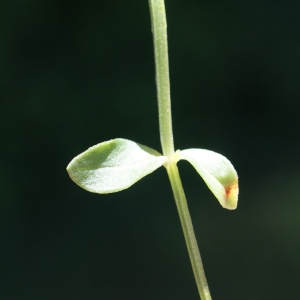 Photographie n°245120 du taxon Anagallis arvensis L. [1753]