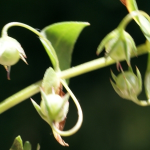 Photographie n°245122 du taxon Anagallis arvensis L. [1753]