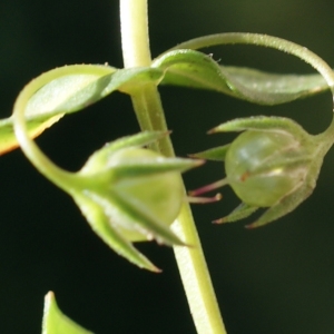 Photographie n°245123 du taxon Anagallis arvensis L. [1753]