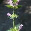  Liliane Roubaudi - Lamium maculatum (L.) L. [1763]