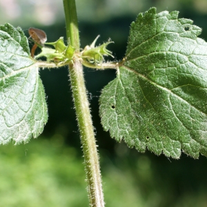 Photographie n°245129 du taxon Lamium maculatum (L.) L. [1763]