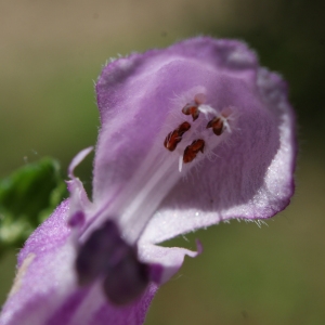 Photographie n°245135 du taxon Lamium maculatum (L.) L. [1763]