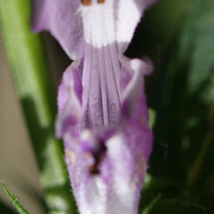 Photographie n°245136 du taxon Lamium maculatum (L.) L. [1763]