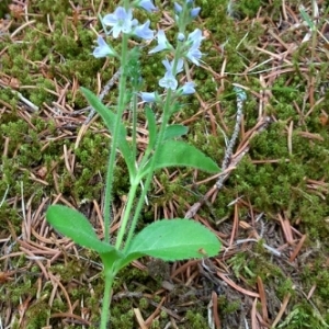 Photographie n°245156 du taxon Veronica officinalis L. [1753]