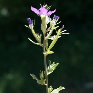 Photographie n°245158 du taxon Legousia speculum-veneris (L.) Chaix [1785]