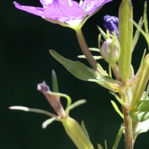 Photographie n°245159 du taxon Legousia speculum-veneris (L.) Chaix [1785]