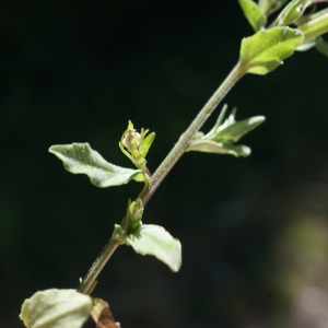 Photographie n°245164 du taxon Legousia speculum-veneris (L.) Chaix [1785]