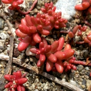 Photographie n°245173 du taxon Sedum album L.