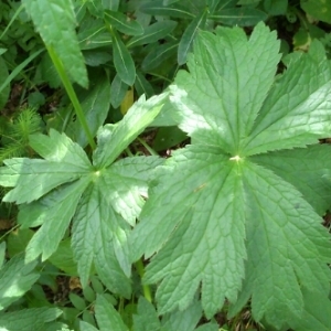 Photographie n°245188 du taxon Astrantia major L.