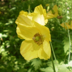 Photographie n°245209 du taxon Meconopsis cambrica (L.) Vig.