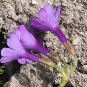 Photographie n°245218 du taxon Primula pedemontana E.Thomas ex Gaudin [1828]