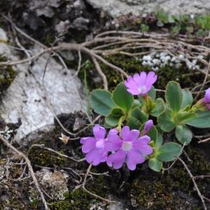 Photographie n°245222 du taxon Primula pedemontana E.Thomas ex Gaudin [1828]