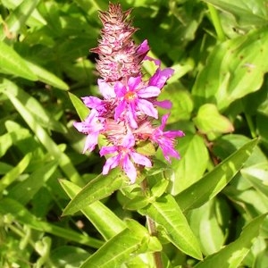 Photographie n°245251 du taxon Lythrum salicaria L.