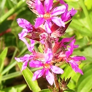 Photographie n°245252 du taxon Lythrum salicaria L.