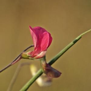 Photographie n°245258 du taxon Lathyrus nissolia L. [1753]