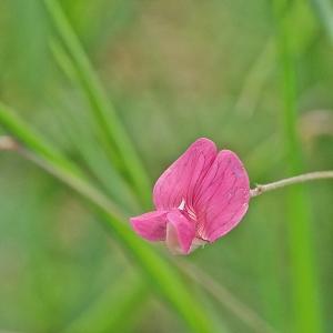 Lathyrus nissolia L. (Gesse de Nissole)