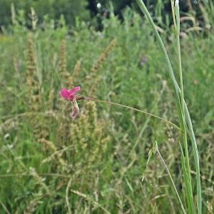 Photographie n°245263 du taxon Lathyrus nissolia L. [1753]