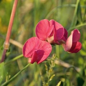 Photographie n°245269 du taxon Lathyrus tuberosus L. [1753]