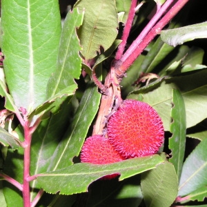 Photographie n°245278 du taxon Arbutus unedo L. [1753]