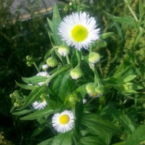 Photographie n°245281 du taxon Erigeron annuus (L.) Desf. [1804]