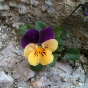 Photographie n°245324 du taxon Viola tricolor L. [1753]