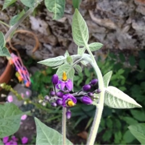 Photographie n°245335 du taxon Solanum dulcamara L. [1753]