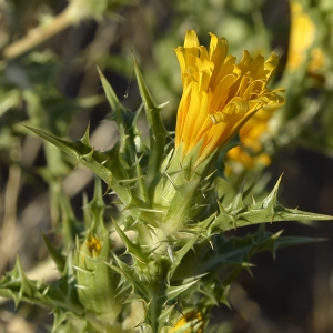 Photographie n°245337 du taxon Scolymus hispanicus L. [1753]