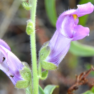 Photographie n°245338 du taxon Antirrhinum majus L. [1753]