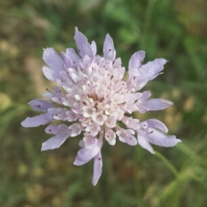 Photographie n°245376 du taxon Knautia integrifolia (L.) Bertol. [1836]