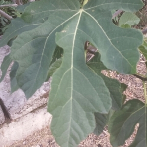 Photographie n°245389 du taxon Ficus carica L. [1753]