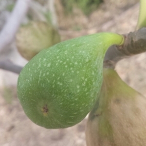 Photographie n°245391 du taxon Ficus carica L. [1753]