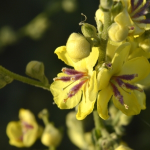 Photographie n°245407 du taxon Verbascum sinuatum L. [1753]