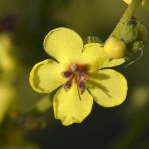 Verbascum sinuatum L. (Molène sinuée)