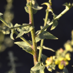 Photographie n°245411 du taxon Verbascum sinuatum L. [1753]