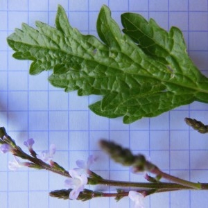 Photographie n°245435 du taxon Verbena officinalis L.