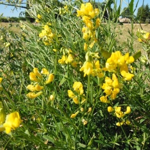 Photographie n°245439 du taxon Lathyrus pratensis L.