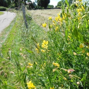 Photographie n°245440 du taxon Lathyrus pratensis L.