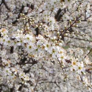 Photographie n°245449 du taxon Crataegus monogyna Jacq. [1775]