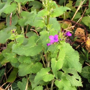 Photographie n°245488 du taxon Lunaria annua L.