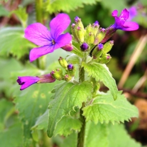 Photographie n°245489 du taxon Lunaria annua L.