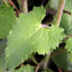 Photographie n°245490 du taxon Lunaria annua L.